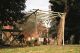 Rustic Rose Pergola