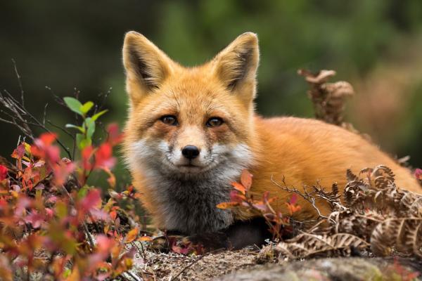 How to get rid of foxes in your garden - [UK Expert Guide]