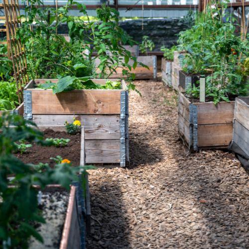 8 Benefits Of Using Raised Beds In a Greenhouse