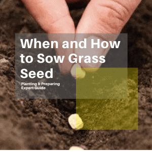 When and How to Sow Grass Seed - Planting & Preparing Expert Guide
