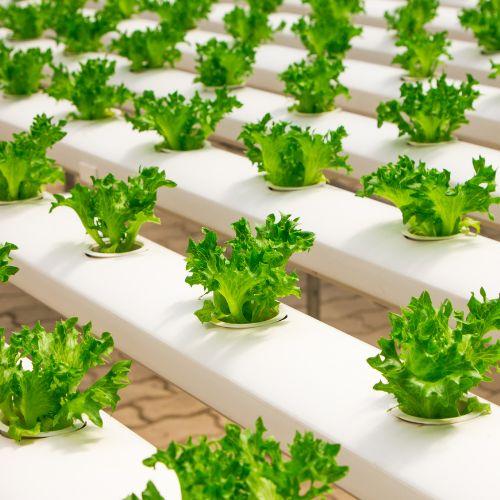 13 Vegetables To Grow In a Greenhouse