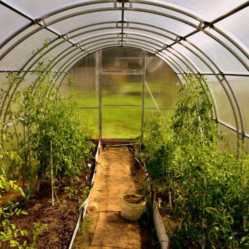 9 Plants To Avoid Growing In a Greenhouse