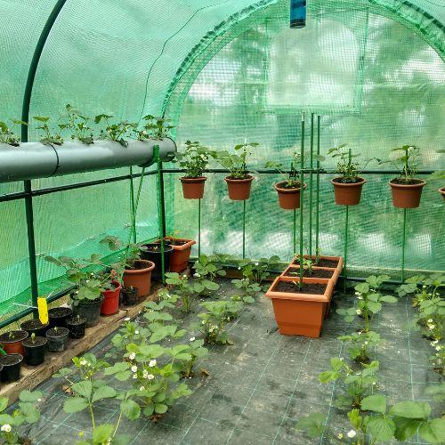 Can a Greenhouse Help Extend The Growing Season?