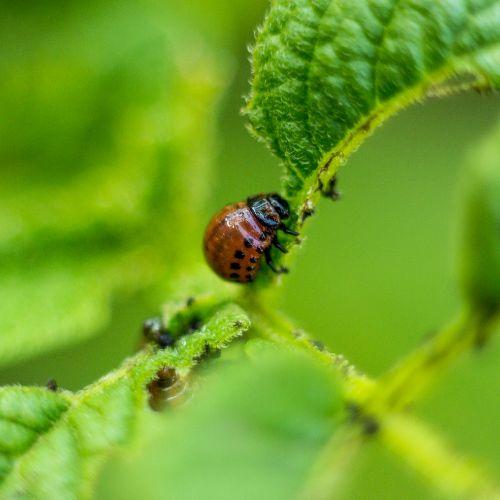 8 Most Common Greenhouse Pests and How To Control Them